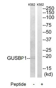 GUSBP1 Antibody