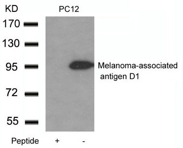 Maged1 Antibody
