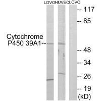 CYP39A1 Antibody