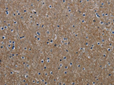 GNG2 Antibody