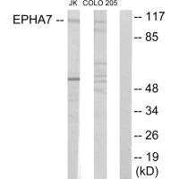 EPHA7 Antibody