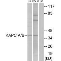 PRKACA Antibody