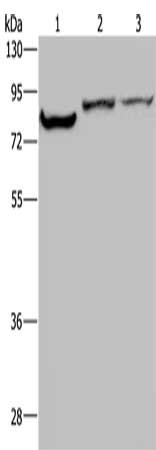 KCNQ1 Antibody