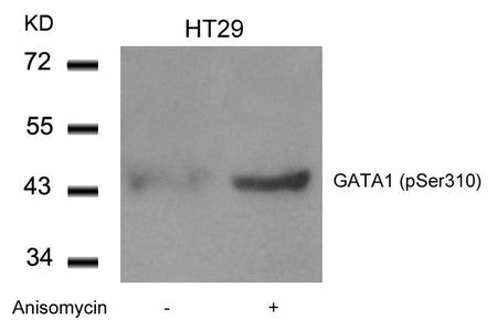 Phospho-GATA1 (Ser310) Antibody