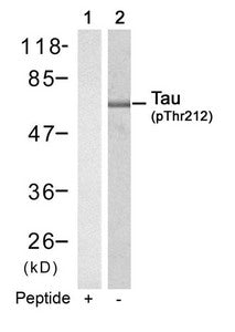 Phospho-MAPT (Thr212) Antibody