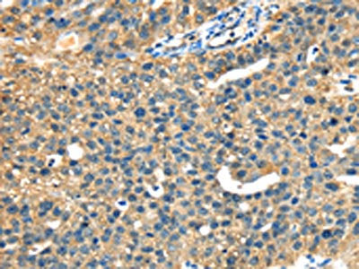DHCR24 Antibody