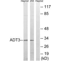 SLC25A6 Antibody