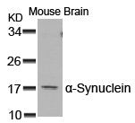SNCA (Ab-129) Antibody