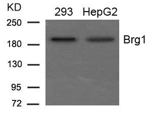 SMARCA4 Antibody