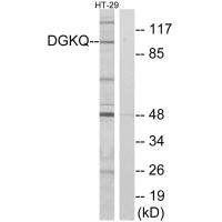 DGKQ Antibody