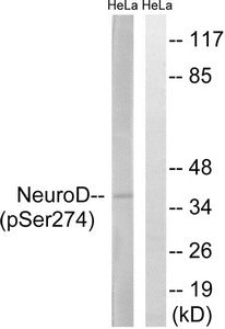 Phospho-NEUROD1 (Ser274) Antibody