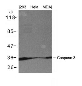 CASP3 Antibody