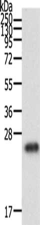 RAC1 Antibody