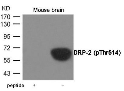 Phospho-DPYSL2 (Thr514) Antibody