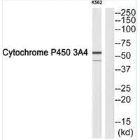CYP3A4 Antibody