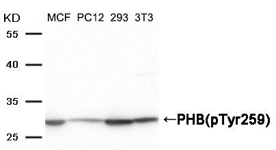 Phospho-PHB (Tyr259) Antibody