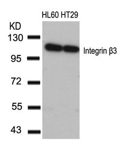 ITGB3 (Ab-773) Antibody