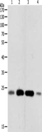 RHOA Antibody