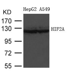 EPAS1 Antibody
