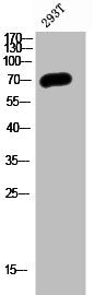 PPP2R5D Antibody