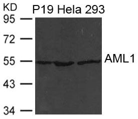 RUNX1 Antibody