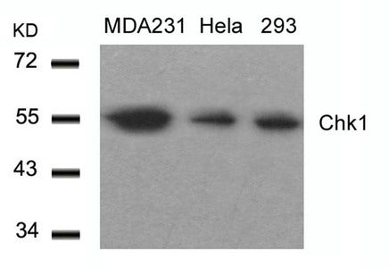 CHEK1 (Ab-317) Antibody