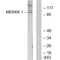 MAP4K1 Antibody