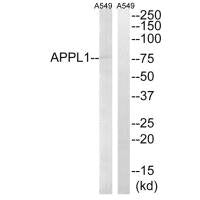 APPL1 Antibody