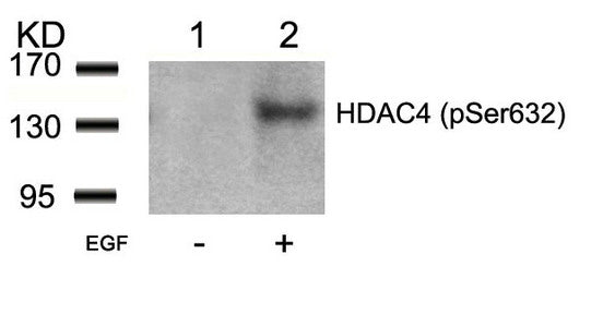 Phospho-HDAC4 (Ser632) Antibody