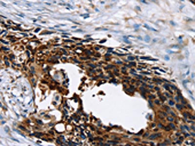 AP1G1 Antibody