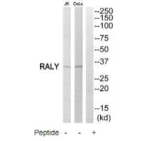 RALY Antibody