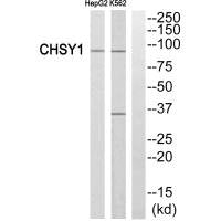 CHSY1 Antibody