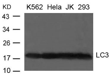 MAP1LC3A Antibody