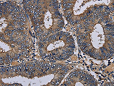 PVRL3 Antibody
