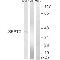 SEPT2 Antibody