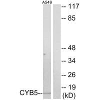 CYB5A Antibody