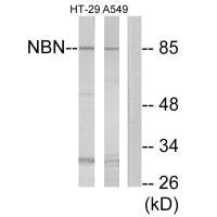 NBN Antibody