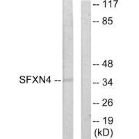 SFXN4 Antibody