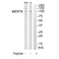 MERTK Antibody