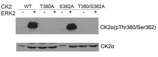 Phospho-CSNK2A1 (Thr360/Ser362) Antibody