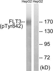 Phospho-FLT3 (Tyr842) Antibody