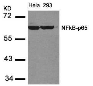 RELA (Ab-536) Antibody