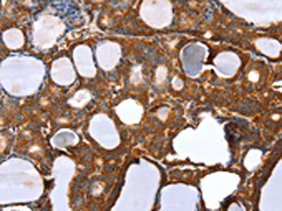 RNF11 Antibody