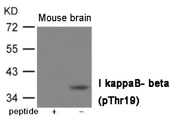 Phospho-NFKBIB (Thr19) Antibody