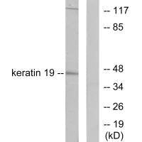 KRT19 Antibody
