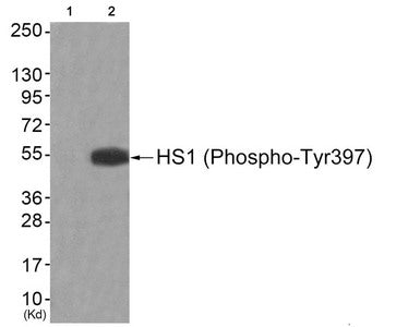 Phospho-HCLS1 (Tyr397) Antibody