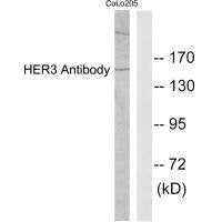 ERBB3 Antibody