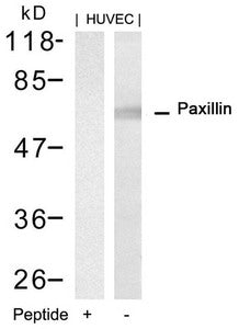 PXN (Ab-88) Antibody