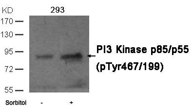 Phospho-PIK3R1/PIK3R3 (Tyr467/199) Antibody