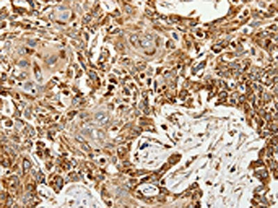 SLC9A7 Antibody